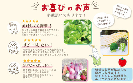 【 早期受付 4回定期便 】 とれたて 新鮮 ぱっくん畑のおくりもの 農家直送 秋・冬 野菜セット 約5種類 国産 野菜 やさい 予約 高知県 高知 しまんと 四万十市 限定 お取り寄せ 【2026年11月～2027年2月まで毎月1回配送】26-055