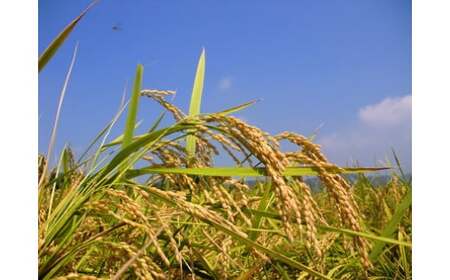 【令和7年産】四万十産 四万十米 コシヒカリ 10kg（5kg×2袋） 国産 こしひかり 5kg 令和7年 2025年 精米 白米 米 おこめ こめ コメ ご飯 ごはん 高知 四万十 しまんと 四万十川 R7-945