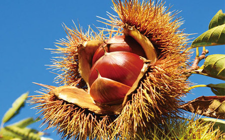 【 期間限定 数量限定 】 新栗 贅沢 四万十栗 3Lサイズ 約1kg 生栗 栗 くり マロン 秋 フルーツ 果物 おやつ 焼き栗 栗ご飯 栗きんとん 甘露煮 高知 高知県 四万十 四万十市 しまんと 【2025年10月上旬~発送】25-578