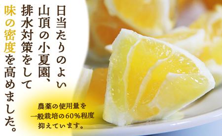 【2026年出荷分】日向夏 ハウス小夏 2.5kg(家庭用) 日向夏 高知県産 kd-0029