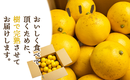 【2026年出荷分】日向夏 ハウス小夏 2.5kg(家庭用) 日向夏 高知県産 kd-0029