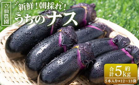 立仙農園 うちのナス 合計5kg - なす 茄子 なすび ナスビ 生鮮 野菜 