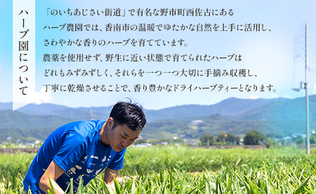 ハーブティー ミント 6パック 高知県産ハーブ gr-0159