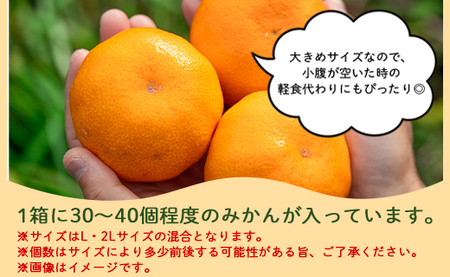 柑橘 山北みかん 大玉サイズ L・2L混合 約5kg 柑橘 yk-0061