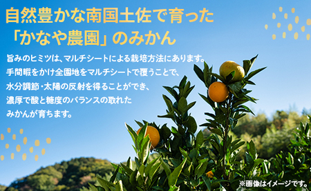 土佐乃かなや マルチ 山北みかん3kg - 柑橘 ミカン 果物 フルーツ のし かなや農園 合同会社Benifare be-0016