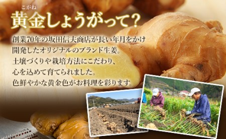 生姜一筋70年の生姜老舗問屋 黄金しょうが2kg - 生姜 生産量日本一 おかず お料理 しょうが 料理 飲み物 Xnb-0004