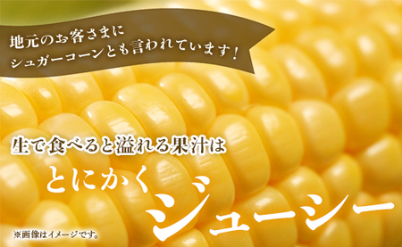 とうもろこし スイートコーン 4.5kg(12～15本)【とうもろこし 甘いとうもろこし 朝採れとうもろこし 焼きとうもろこし トウモロコシ】 sy-0002