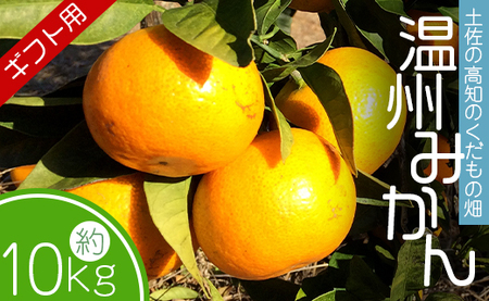 みかん 10kg (5kg箱×2) ギフト用 土佐の高知のくだもの畑【温州みかん ミカン 蜜柑 柑橘類 フルーツ 果物 くだもの みかん】 kd-0028