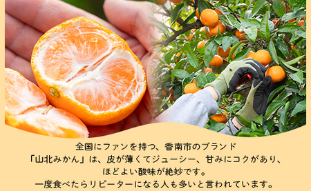 【柑橘】山北みかん 3kg 秀品 柑橘 yk-0066