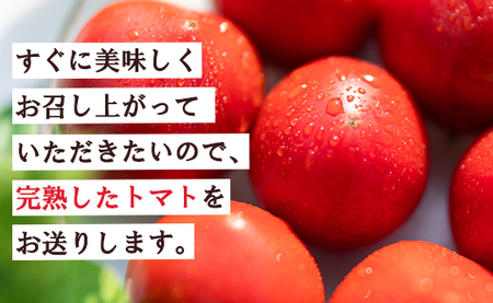 トマト フルーツトマト 1.5kg(500g×3袋) 〈先行受付〉 mj-0021