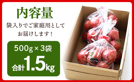 トマト フルーツトマト 1.5kg(500g×3袋) 〈先行受付〉 mj-0021