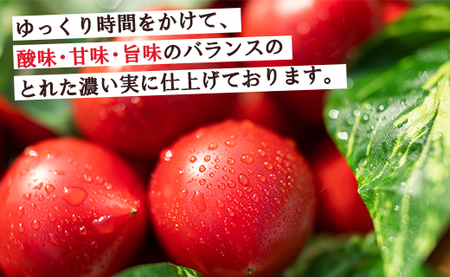 【先行受付】野菜ソムリエが育てた 家庭用 フルーツトマト 合計3kg(500g×6袋) 甘い 高知 うしの恵 小分け - 野菜 とまと 産地直送 料理 アレンジ サラダ 完熟 甘い あまい フレッシュ さっぱり 酸味 うしの恵 小分け おいしい 国産 高知県 香南市 mj-0022