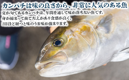 カンパチ 鮮魚 カンパチフィレ 約2.2kg～2.6Kg 手結沖養殖 - 期間限定 魚 かんぱち 海鮮 鮮魚 魚介類 切り身 海の幸 ギフト お刺身 煮物 焼き魚 おかず 手結沖養殖 産地直送  高知県 香南市 ny-0008