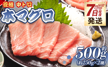 【7日程度で発送】 本まぐろ 養殖 中トロ 約500g 2冊 スピード 【まぐろ 中トロ 魚介 まぐろ 中トロ 海鮮 まぐろ 中トロ 惣菜 まぐろ 中トロ 冷凍 まぐろ 中トロ 人気 まぐろ 中トロ おすすめ】 oo-0002