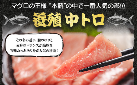 【7日程度で発送】 本まぐろ 養殖 中トロ 約500g 2冊 スピード 【まぐろ 中トロ 魚介 まぐろ 中トロ 海鮮 まぐろ 中トロ 惣菜 まぐろ 中トロ 冷凍 まぐろ 中トロ 人気 まぐろ 中トロ おすすめ】 oo-0002