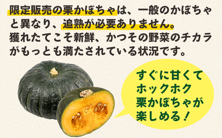 栗かぼちゃ 2玉 約2.5～3kg 【かぼちゃ 野菜 かぼちゃ やさい かぼちゃ 旬 かぼちゃ 国産 かぼちゃ 人気 かぼちゃ おすすめ】 sy-0008