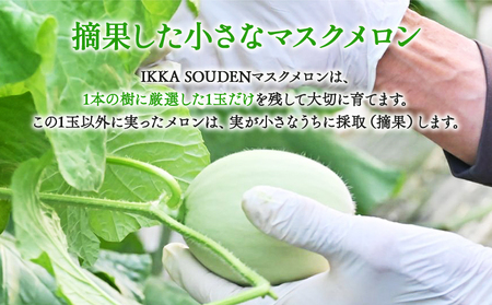 メロン つるかめろんの玉子(摘果メロン) 4.5kg 約36玉 - マスクメロン めろん フルーツ くだもの 果物 おやつ おつまみ アレンジ 料理 お漬物 お漬け物 炒め物 天ぷら 子メロン 小さい 産地直送 篤農 tn-0016