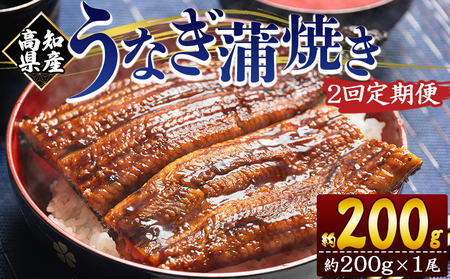 うなぎ蒲焼 大サイズ1尾 定期便 2回 うなぎ Wfb-0045