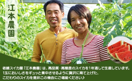 【2月中発送】スイカ アンテナスイカ 1玉 江本農園 em-0016