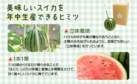 【2月中発送】スイカ アンテナスイカ 1玉 江本農園 em-0016
