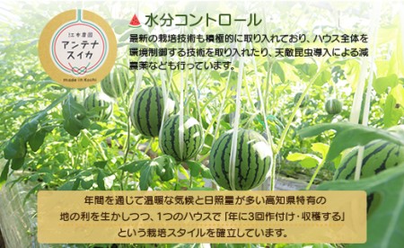 【2月中発送】スイカ アンテナスイカ 1玉 江本農園 em-0016