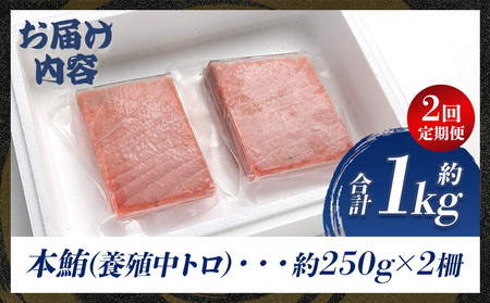 【定期3便/計2回】本マグロ中トロ500g(計1kg)【まぐろまぐろまぐろまぐろまぐろまぐろまぐろまぐろまぐろまぐろまぐろまぐろまぐろまぐろまぐろまぐろまぐろまぐろまぐろまぐろまぐろまぐろまぐろまぐろまぐろまぐろまぐろまぐろまぐろまぐろまぐろまぐろまぐろまぐろまぐろまぐろまぐろまぐろまぐろまぐろまぐろまぐろまぐろまぐろまぐろまぐろまぐろまぐろまぐろまぐろまぐろまぐろまぐろまぐろまぐろまぐろまぐろまぐろまぐろまぐろまぐろまぐろまぐろまぐろまぐろまぐろまぐろまぐろまぐろまぐろまぐろまぐろまぐろまぐろまぐろまぐろまぐろまぐろまぐろまぐろまぐろまぐろまぐろまぐろまぐろまぐろまぐろまぐろまぐろまぐろまぐろまぐろまぐろまぐろまぐろまぐろまぐろまぐろまぐろまぐろまぐろまぐろまぐろまぐろまぐろまぐろまぐろまぐろまぐろまぐろまぐろまぐろまぐろまぐろまぐろまぐろまぐろまぐろまぐろまぐろまぐろまぐろまぐろまぐろまぐろまぐろまぐろまぐろまぐろまぐろまぐろまぐろまぐろまぐろまぐろまぐろまぐろまぐろまぐろまぐろまぐろまぐろまぐろまぐろまぐろまぐろまぐろまぐろまぐろまぐろまぐろまぐろまぐろまぐろまぐろまぐろまぐろまぐろまぐろまぐろまぐろまぐろまぐろまぐろまぐろまぐろまぐろまぐろまぐろまぐろまぐろまぐろまぐろまぐろまぐろまぐろまぐろまぐろまぐろまぐろまぐろまぐろまぐろまぐろまぐろまぐろまぐろまぐろまぐろまぐろまぐろまぐろまぐろまぐろまぐろまぐろまぐろまぐろまぐろまぐろまぐろまぐろまぐろまぐろまぐろまぐろまぐろまぐろまぐろまぐろまぐろまぐろまぐろまぐろまぐろまぐろまぐろまぐろまぐろまぐろまぐろまぐろまぐろまぐろまぐろまぐろまぐろまぐろまぐろまぐろまぐろまぐろまぐろまぐろまぐろまぐろまぐろまぐろまぐろまぐろまぐろまぐろまぐろまぐろまぐろまぐろまぐろまぐろまぐろまぐろまぐろまぐろまぐろまぐろまぐろまぐろまぐろまぐろまぐろまぐろまぐろまぐろまぐろまぐろまぐろまぐろまぐろまぐろまぐろまぐろまぐろまぐろまぐろまぐろまぐろまぐろまぐろまぐろまぐろまぐろまぐろまぐろまぐろまぐろまぐろまぐろまぐろまぐろまぐろまぐろまぐろまぐろまぐろまぐろまぐろまぐろまぐろまぐろまぐろまぐろまぐろまぐろまぐろまぐろまぐろまぐろまぐろまぐろまぐろまぐろまぐろまぐろまぐろまぐろまぐろまぐろまぐろ】 Woo-0022