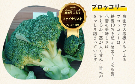 ブロッコリー 約2kg 産地直送 ブロッコリー 2025年12月中旬から順次配送 sy-0010