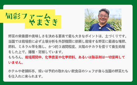ブロッコリー 約2kg 産地直送 ブロッコリー 2025年12月中旬から順次配送 sy-0010