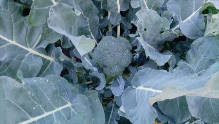 ブロッコリー 約2kg 産地直送 ブロッコリー 2025年12月中旬から順次配送 sy-0010