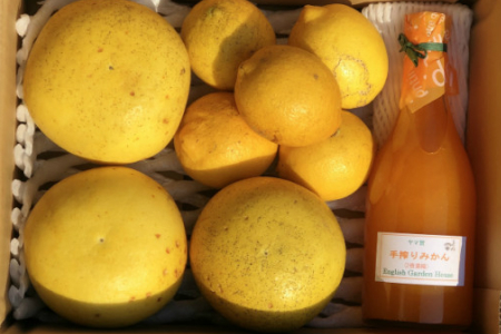 イングリッシュガーデンハウス 柑橘 みかんジュース 家庭用 B 280 高知県香南市 ふるさと納税サイト ふるなび