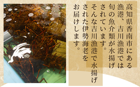 【伊勢海老】天然伊勢海老 計750g おがくず入り eb-0022