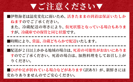【伊勢海老】 おがくず入り 天然伊勢海老 計1kg以上 eb-0023 
