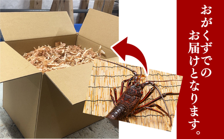 【伊勢海老】 おがくず入り 天然伊勢海老 計1kg以上 eb-0023 