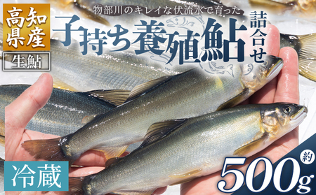 【冷蔵】子持ち鮎 500g 先行受付【子持ち鮎 子持ち鮎 子持ち鮎 子持ち鮎 子持ち鮎】 kt-0004
