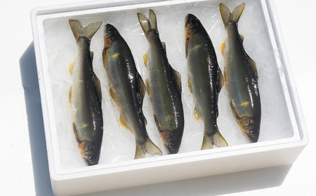 【冷蔵】子持ち鮎 500g 先行受付【子持ち鮎 子持ち鮎 子持ち鮎 子持ち鮎 子持ち鮎】 kt-0004