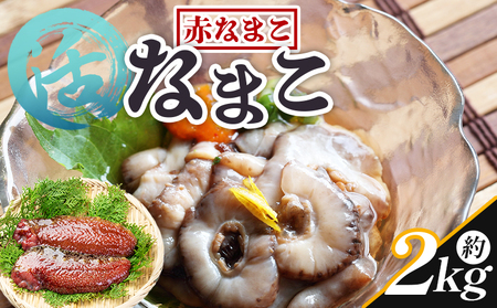 活ナマコ 2kg 赤ナマコ - 国産 産地直送 赤なまこ なまこ ナマコ 海鼠 海産物 海鮮 魚介類 刺身 刺し身 炒め物 塩辛 このわた えび蔵 高知県 香南市 冷蔵  eb-0041