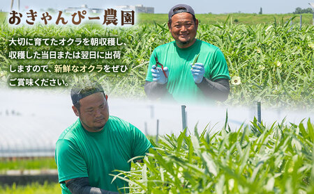 【2026年発送分】オクラ 1kg 〈100本前後〉 新鮮 オクラ 野菜 on-0032