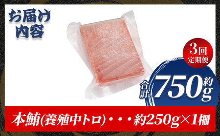 【定期便/計3回】本マグロ 中トロ 250g【まぐろ】 Woo-0028