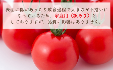 【2026年1月以降発送】フルーツトマト １ｋｇ 家庭用 yr-0066