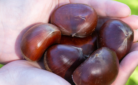 栗 2袋（２kg） 栗 yr-0103