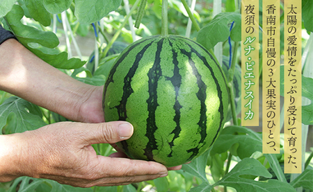 スイカ定期便 全3回 ルナピエナ スイカ フルーツ Wyu-0063