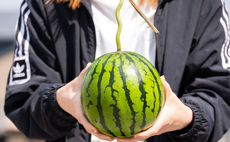 スイカ定期便 全3回 ルナピエナ スイカ フルーツ Wyu-0063