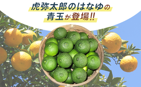 【先行受付】柚子 花柚子 青玉 8パック hy-0001