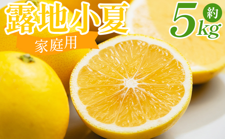 【家庭用】小夏 5kg  （M〜Lサイズ混合） 小夏 nm-0005