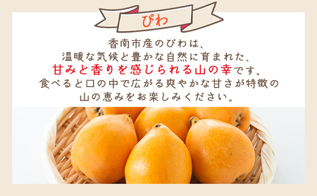 【先行予約】 びわ 1.5kg 【2026年5月末より順次発送】 びわ yr-0116