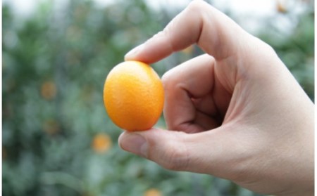 【数量限定】高知の太陽を浴びた 完熟フルーツきんかん 約1kg - 果物 くだもの キンカン 金柑 あまい おいしい 柑橘 送料無料 期間限定 季節もの 高知県 香南市 ku-0032