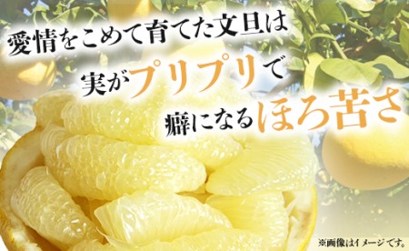 土佐文旦 7kg ギフト用 (2L～4Lサイズ) 先行予約 文旦 果物 フルーツ ms-0067