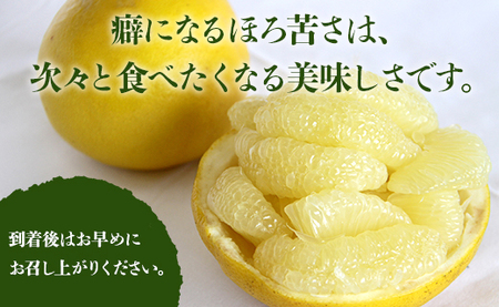 土佐文旦 7kg ギフト用 (2L～4Lサイズ) 先行予約 文旦 果物 フルーツ ms-0067