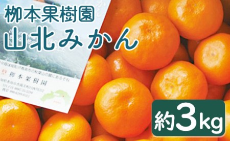 【令和6年発送】栁本果樹園の山北みかん3kg(露地・2S～M) - 果物 柑橘 ミカン 蜜柑 フルーツ yg-0006