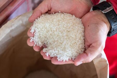 コシヒカリ10kg 令和7年産コシヒカリ 新米 高知県 精米 [有限会社北らいす] kr-0072